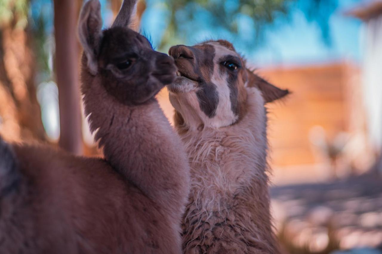 Cabanas Voyage Atacama Σαν Πέδρο ντε Ατακάμα Εξωτερικό φωτογραφία