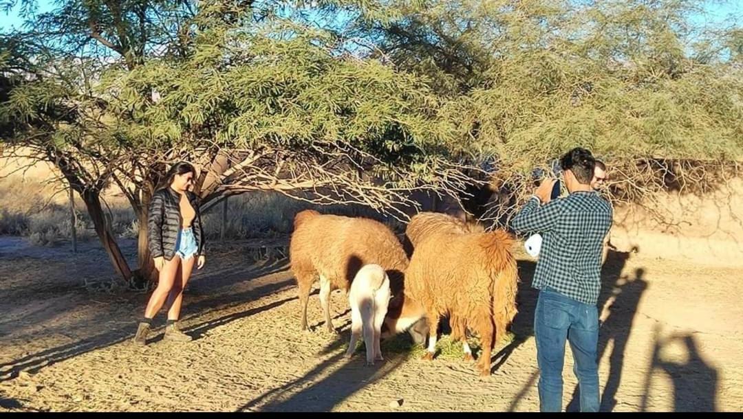 Cabanas Voyage Atacama Σαν Πέδρο ντε Ατακάμα Εξωτερικό φωτογραφία